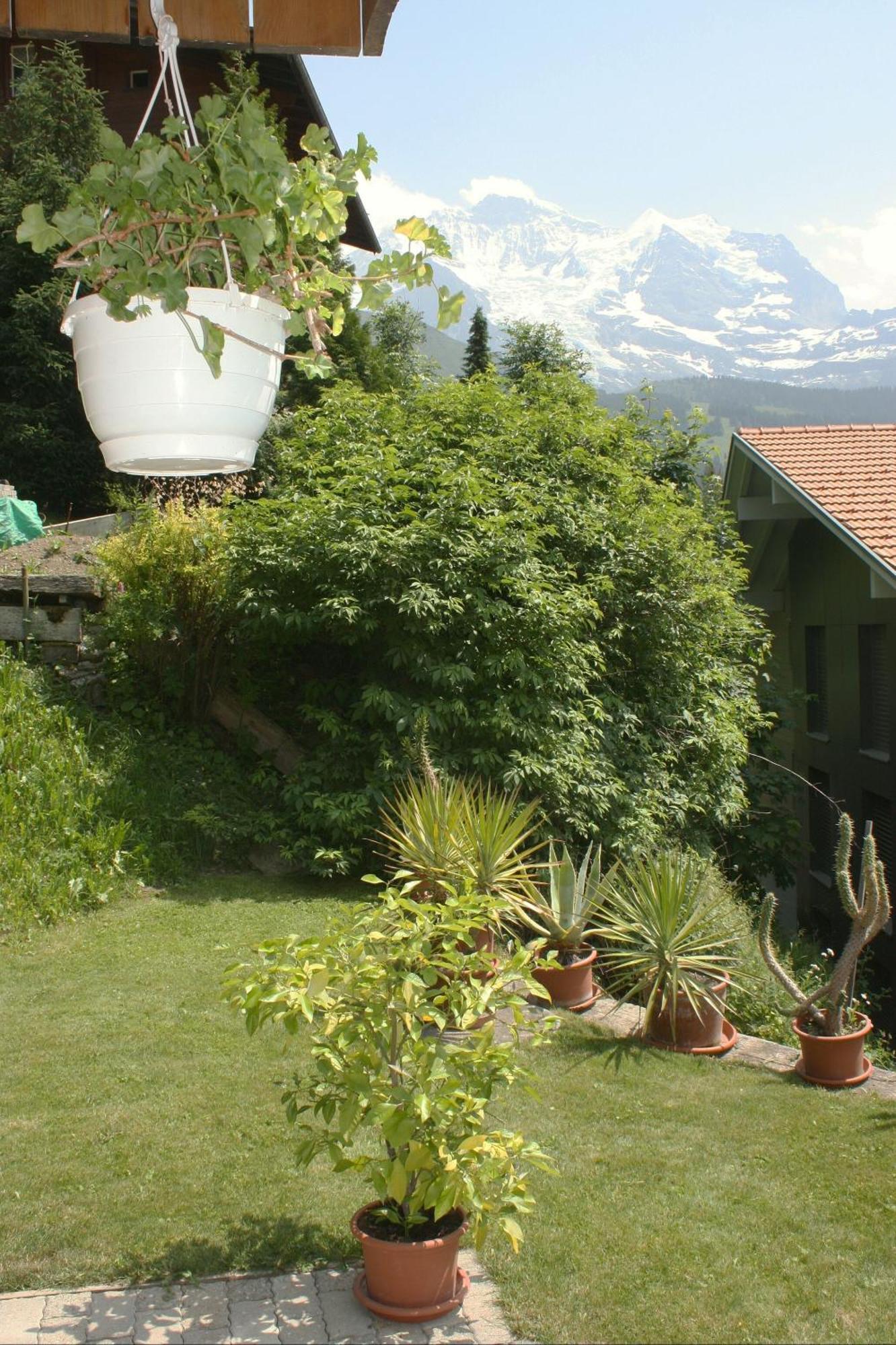 Chalet Protea Wengen Bagian luar foto